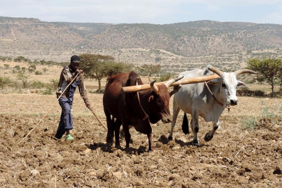 03_AMHARA-FARMERS